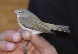 Image result for Phylloscopus orientalis