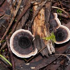 Attēlu rezultāti vaicājumam “Phellodon niger”