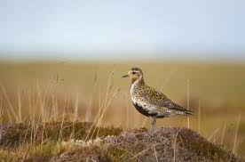 Attēlu rezultāti vaicājumam “Pluvialis apricaria adult”