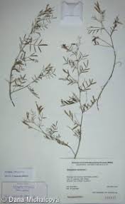 Attēlu rezultāti vaicājumam “Astragalus arenarius leaf”