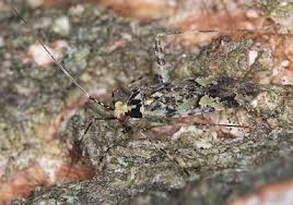 Attēlu rezultāti vaicājumam “Phytocoris tiliae imago”