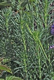 Image result for Linaria vulgaris