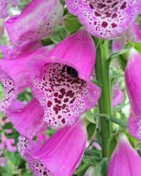 Image result for Digitalis purpurea