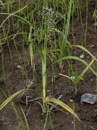Attēlu rezultāti vaicājumam “Scirpus sylvaticus bud”