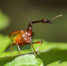 Attēlu rezultāti vaicājumam “Attelabidae”