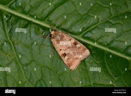 Attēlu rezultāti vaicājumam “Diarsia florida”