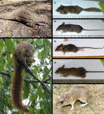 Attēlu rezultāti vaicājumam “Rodentia”