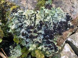 Attēlu rezultāti vaicājumam “Lobaria amplissima”