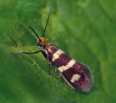 Attēlu rezultāti vaicājumam “Micropterigidae”