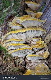 Attēlu rezultāti vaicājumam “Inonotus radiatus”