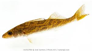 Image result for Sander vitreus