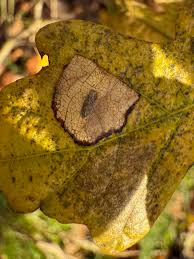 Attēlu rezultāti vaicājumam “Tischeria ekebladella”