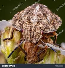 Attēlu rezultāti vaicājumam “Eurygaster testudinaria”