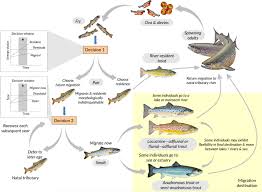 Image result for Salmo trutta trutta