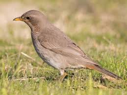 Image result for Turdus ruficollis
