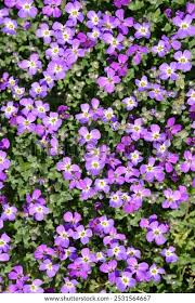 Image result for Aubrieta hybrida (cultorum)