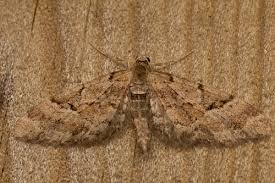 Attēlu rezultāti vaicājumam “Eupithecia lanceata”