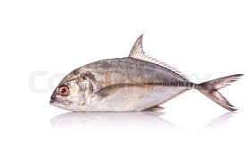 Image result for Caranx latus