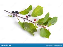 Attēlu rezultāti vaicājumam “Frangula alnus fruit”