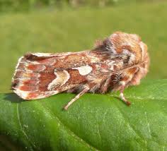 Attēlu rezultāti vaicājumam “Panolis flammea”