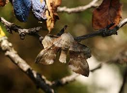 Attēlu rezultāti vaicājumam “Laothoe populi imago”