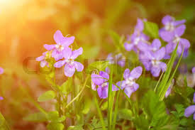 Attēlu rezultāti vaicājumam “Viola reichenbachiana flower”