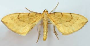 Attēlu rezultāti vaicājumam “Eulithis pyraliata”