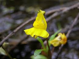 Attēlu rezultāti vaicājumam “Utricularia x neglecta leaf”