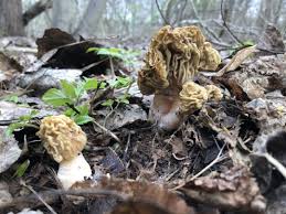 Attēlu rezultāti vaicājumam “Verpa bohemica”