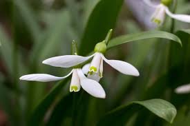 Attēlu rezultāti vaicājumam “Galanthus nivalis flower”