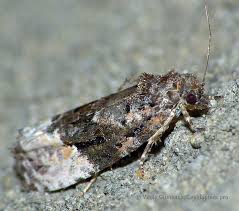 Attēlu rezultāti vaicājumam “Apotomis betuletana”