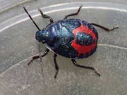 Attēlu rezultāti vaicājumam “Zicrona caerulea”