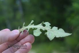 Attēlu rezultāti vaicājumam “Hypochaeris radicata bud”