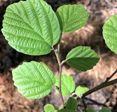 Attēlu rezultāti vaicājumam “Fothergilla major”