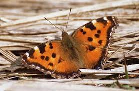 Attēlu rezultāti vaicājumam “Nymphalis xanthomelas pupa”