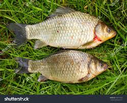 Attēlu rezultāti vaicājumam “Carassius auratus”