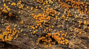 Attēlu rezultāti vaicājumam “Nectria peziza”