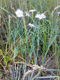Attēlu rezultāti vaicājumam “Dianthus arenarius leaf”