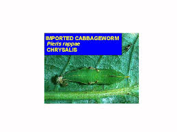 Attēlu rezultāti vaicājumam “Pieris rapae larva”