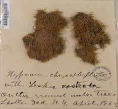 Attēlu rezultāti vaicājumam “Campylium chrysophyllum”