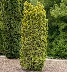 Attēlu rezultāti vaicājumam “Taxus baccata”