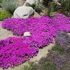 Attēlu rezultāti vaicājumam “Thymus serpyllum”