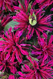 Image result for Monarda didyma