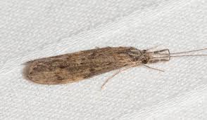 Attēlu rezultāti vaicājumam “Oecetis ochracea”