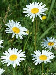 Attēlu rezultāti vaicājumam “Leucanthemum vulgare”