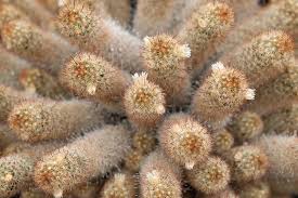 Attēlu rezultāti vaicājumam “Dienerella elongata”