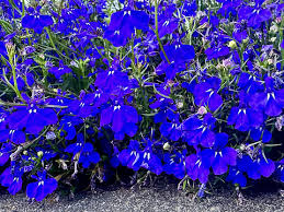 Image result for Lobelia erinus