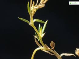 Attēlu rezultāti vaicājumam “Sagina procumbens fruit”