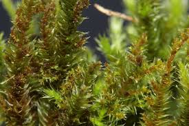 Attēlu rezultāti vaicājumam “Leucodon sciuroides”