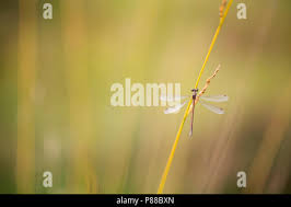 Attēlu rezultāti vaicājumam “Lestes virens female”